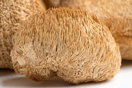 Lions's Mane - Image 3